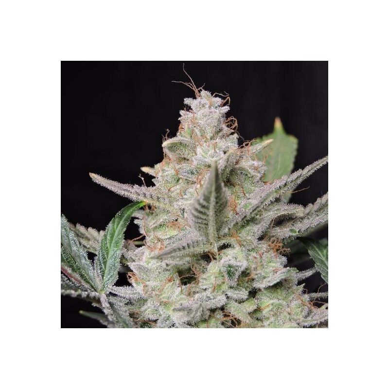 Strawberry Gorilla Auto, Фасовка: 3, изображение 3